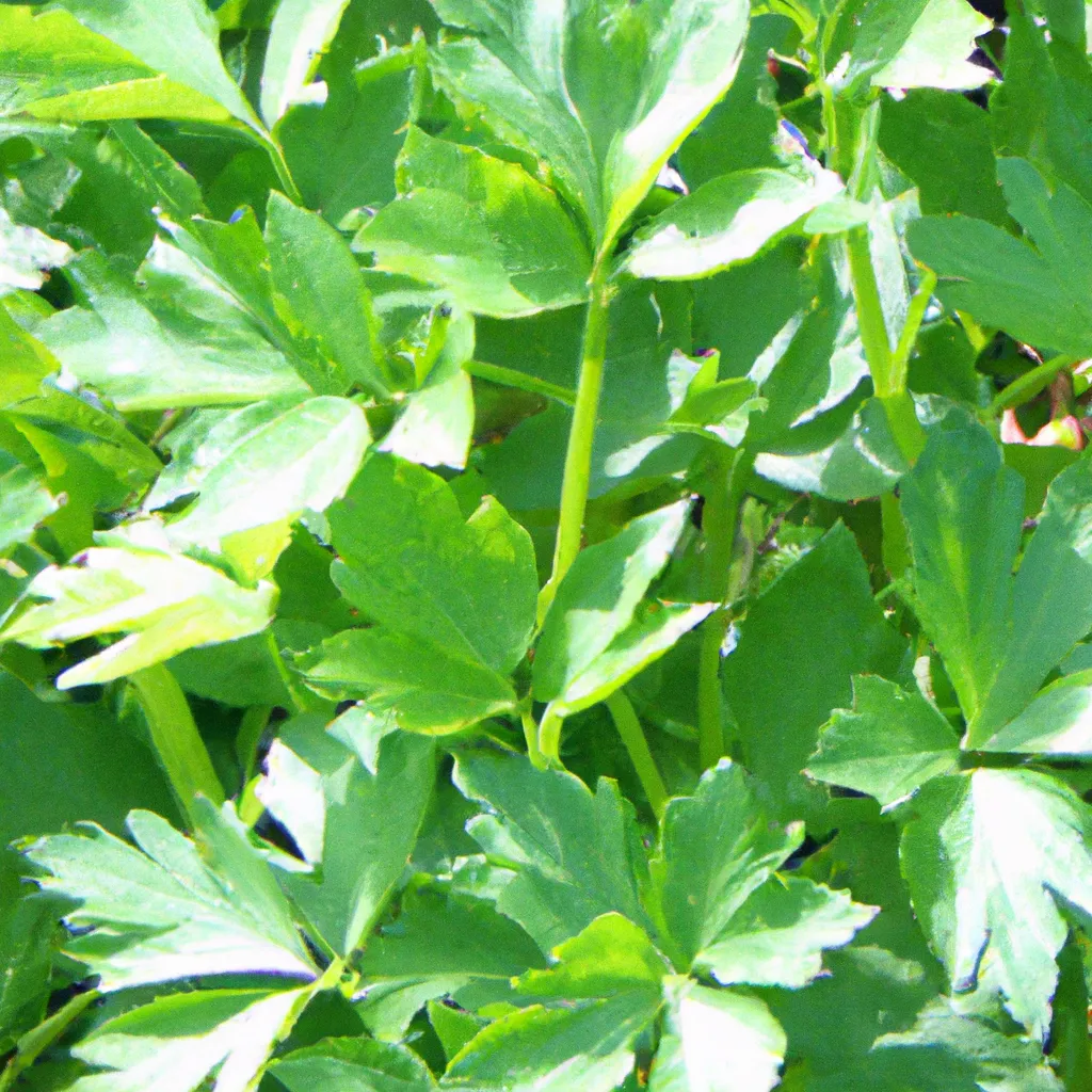 Obok Jakich roślin warto sadzić lubczyk?